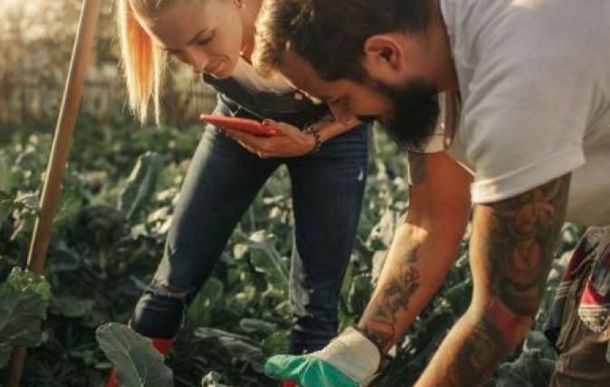 Agriculture - two people in a vegetable garden